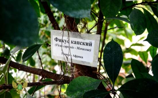 Донецкий ботанический сад - фикусы