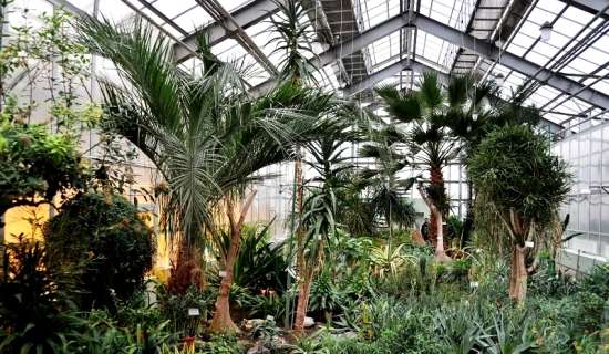 Донецкий ботанический сад - тропические растения
