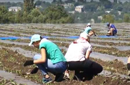 Шахтерские студенты помогают сельхозпроизводителям в Харцызске