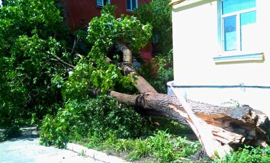 Харцызск, дерево, поваленное бурей в переулке Максименко