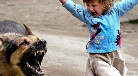 В Харцызске участились случаи нападения собак на людей