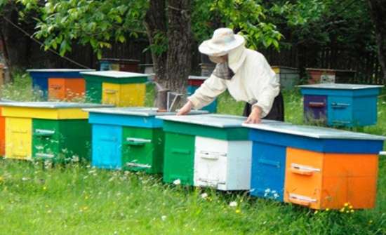Харцызские пчёлы делают заграничный мёд