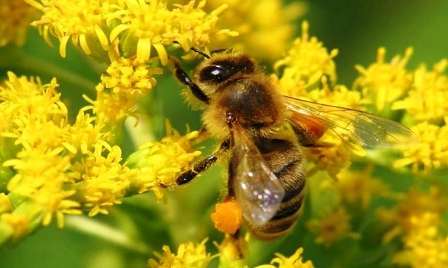 Удивительные пчелы