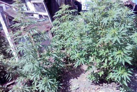 Наркозависимый харцызянин выращивал у себя дома коноплю