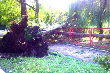 Буря в Харцызске повалила деревья