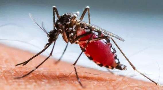 Комар - пискун — переносчик дирофиляриоза