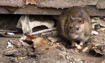 В Харцызске превышено среднестатистическое поголовье крыс