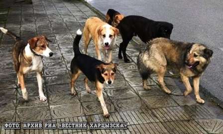 Бродячие собаки в Харцызске