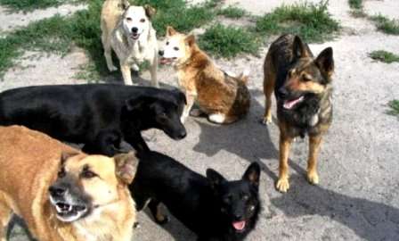 Харцызск, ситуация угрожающая - бродячие собаки атакуют город