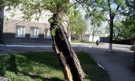 Аварийное дерево