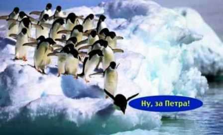 Пингвины в Антарктиде за Порошенко