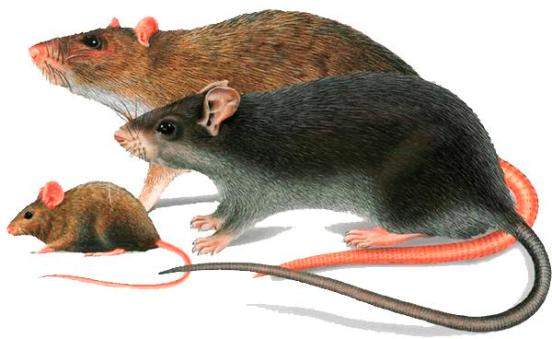 Мыши и крысы