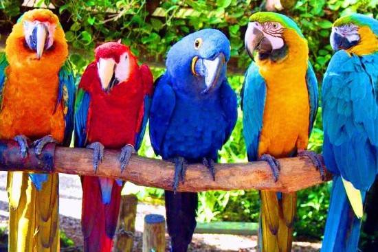 В Харцызске живут разноцветные попугаи