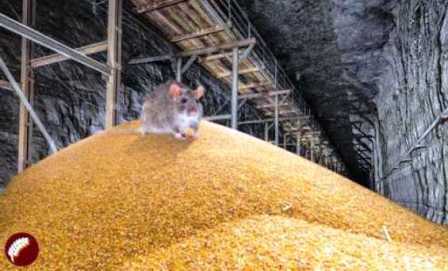 На Украине мыши съели всё зерно