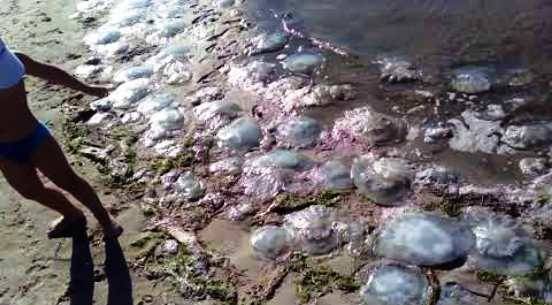 Пляжи в Мариуполе атаковали медузы