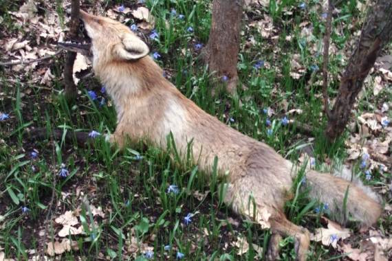 Мучительная смерть лисы