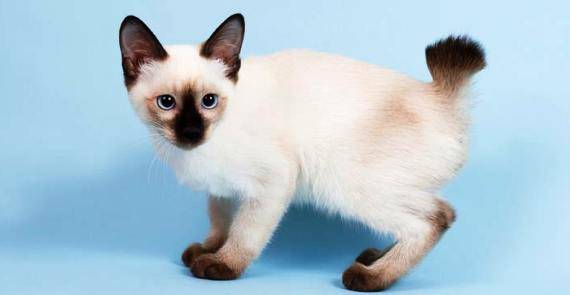 Хайленд линкс — самая маленькая кошка