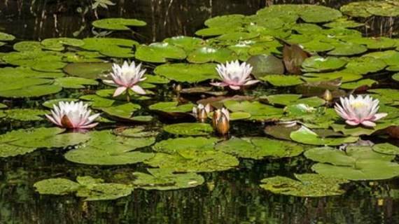 Лилии в пруду харцызского парка