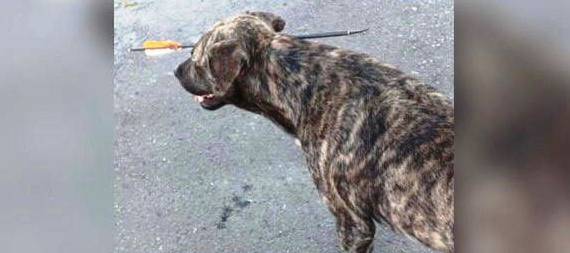 В Харцызске собаке из арбалета прострелили голову