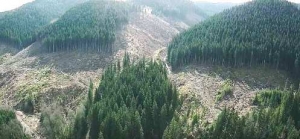 Вырубка леса в Карпатах