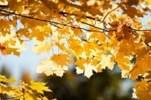 Золотая осень в Харцызске