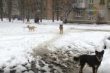 Бродячие собаки в Харцызске
