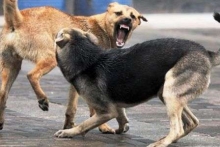 Харцызск атакуют бродячие псы