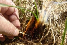 Поджигателям травы в Харцызске грозит серьёзные финансовые санкции