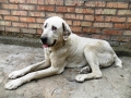 В Харцызске неравнодушные граждане спасли собаку породы алабай.